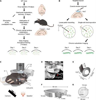 Daily two-photon neuronal population imaging with targeted single-cell electrophysiology and subcellular imaging in auditory cortex of behaving mice